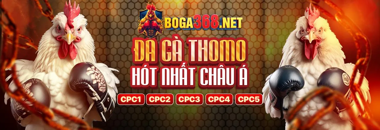 Hình ảnh đá gà trực tuyến dacam67